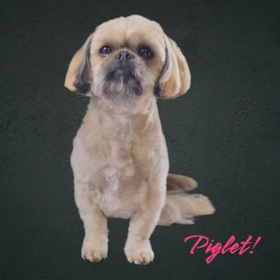 A FUR GROOM Dog Grooming