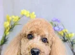 A & M Dog Grooming