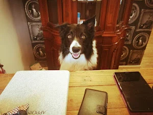 Abby at Posh Paws Gunness