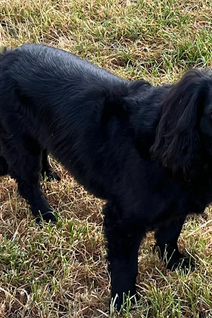 About the dog