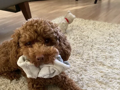 Absolute Canine
