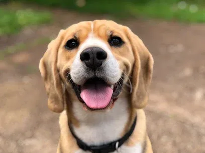 Absolute Dog Care