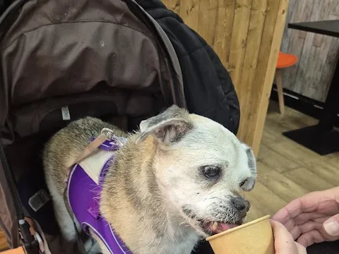Ace K9 Doggy Deli Café