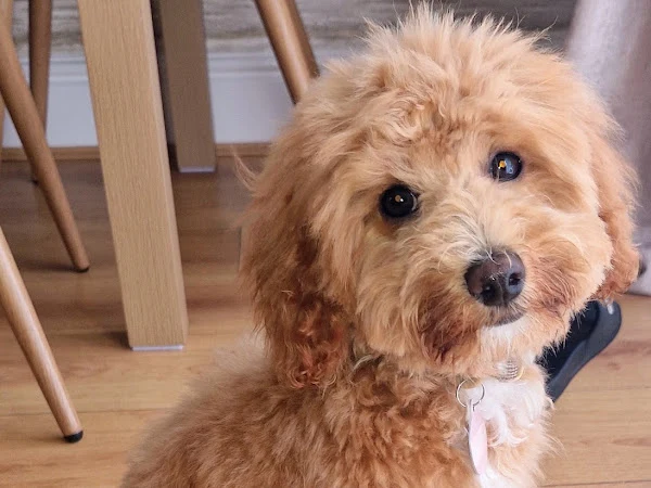 Adorable Dog Grooming
