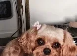 Alisa's mobile dog grooming