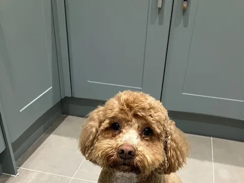 Alison's Dog Grooming Services