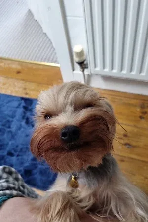 All About Dogs - Newent