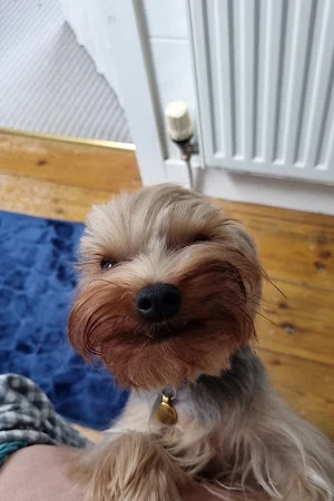 All About Dogs - Newent