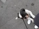 All Breeds