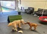 All Dogs dog grooming services