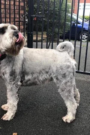 All Dogs Great and Small Grooming Services