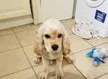 All Pampered Pets