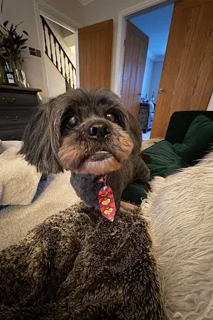 All Shook Up Dog Grooming by Netty