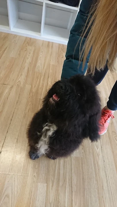 All Star Quality Professional Dog Groomers