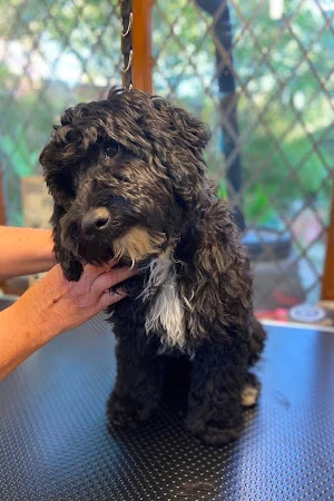 All Wags Welcome - Dog Grooming