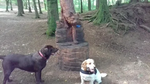 AllPets Care Services