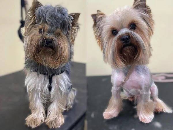 Almond Paws Mobile Dog Grooming
