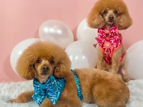Amity Grooming Salon