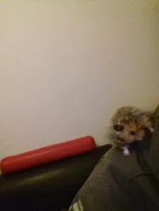 Animal Instinct