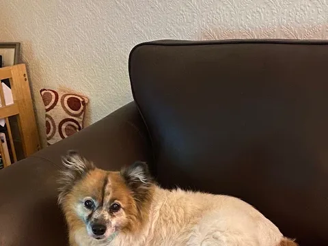 Animal Magic