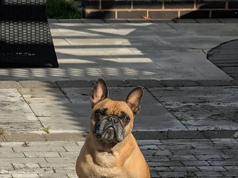 Anubis Dog Grooming