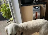 Apples Paw Dog And Cat Grooming