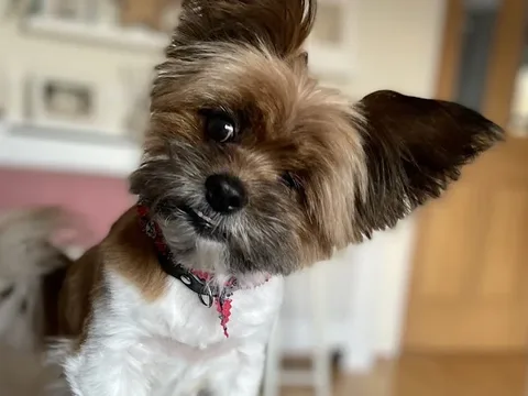 Arthur's Barkers Professional Dog Grooming