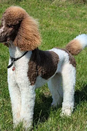 Atastar Dog Grooming