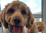 Awesome pawsome
