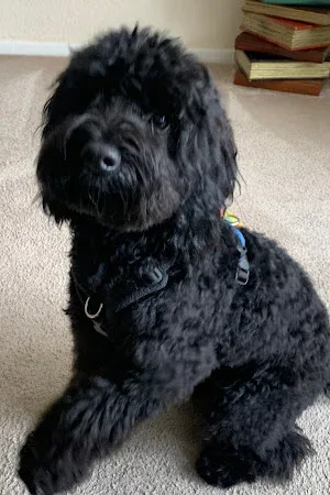 AwesomePaws Professional Dog Grooming Porthill
