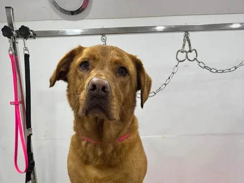Baldwin’s Bark & Bath