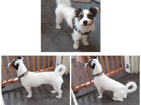 Bark Avenue Dog Groomers