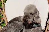 Bark Avenue Grooming LTD