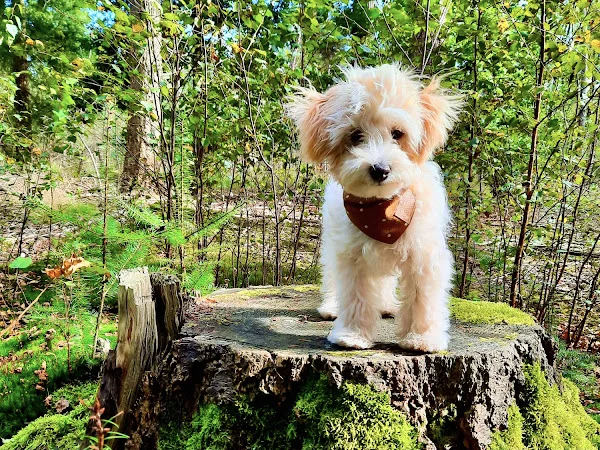 Bark Boutique