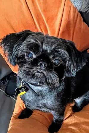 Bark & Bubbles Dog Groomers Middlesbrough