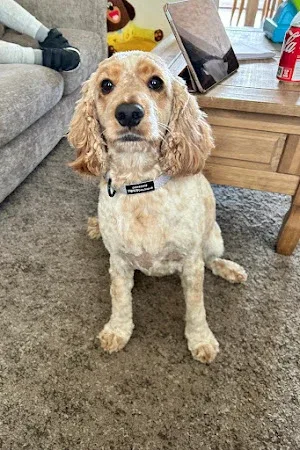 Bark In Style