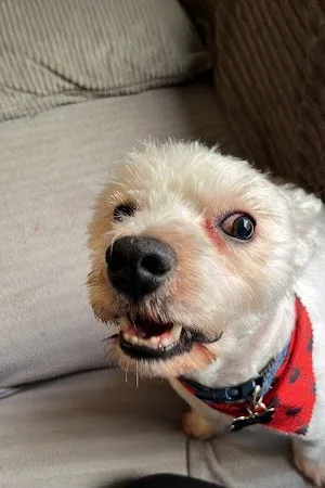 Bark & Style
