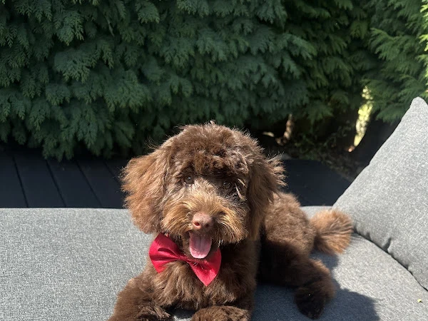Barking barn dog grooming