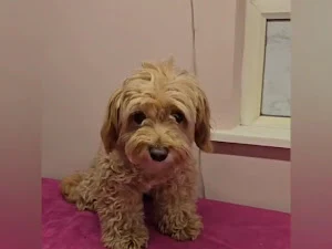 Barking Beautiful Dog Grooming & Freelance Dog Stylist