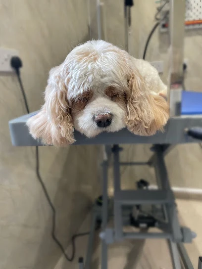 Barking Beautiful Dog Grooming