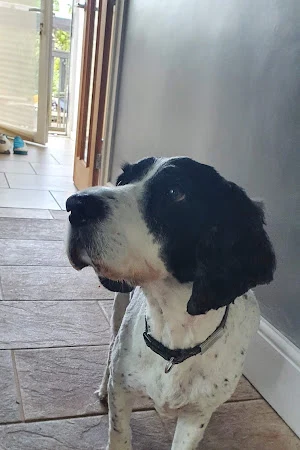 Barking Beautiful