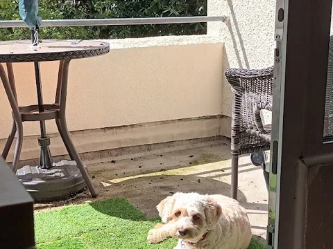 Barking Buddies