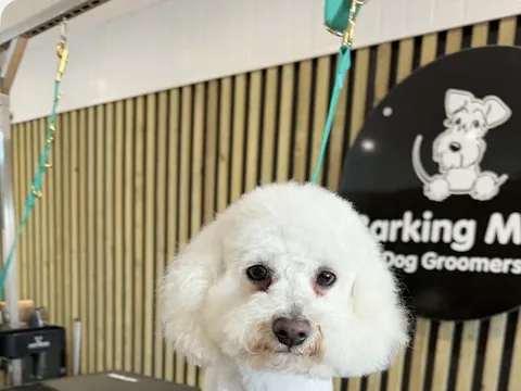 Barking mad dog groomers