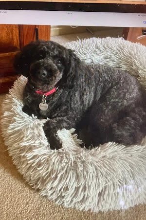 Barking Mad Grooming