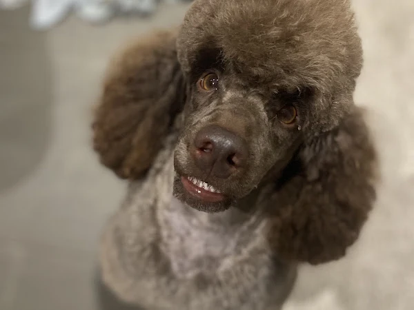 Barkingdales Pet Spa