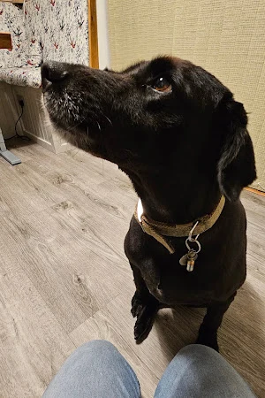 Barklife Dog Grooming