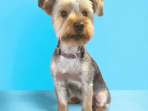Barks & Bubbles Dog Grooming