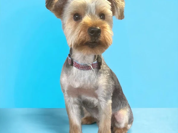 Barks & Bubbles Dog Grooming