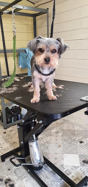 Barks & Bubbles