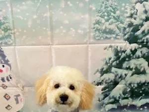 Barks 'n Bubbles Dog Grooming